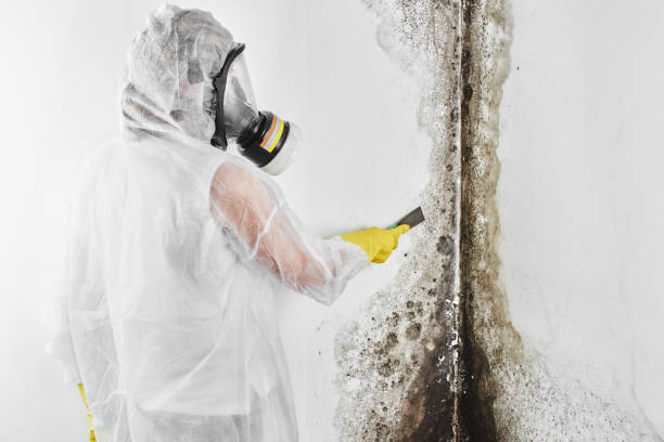Best Attic Mold Remediation in Lake Vla, IL