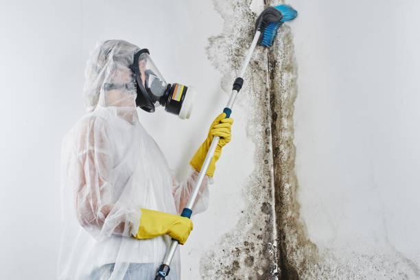 Best Post-Flood Mold Remediation in Lake Vla, IL