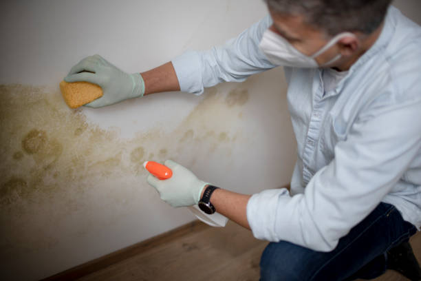 Best HVAC Mold Remediation in Lake Vla, IL
