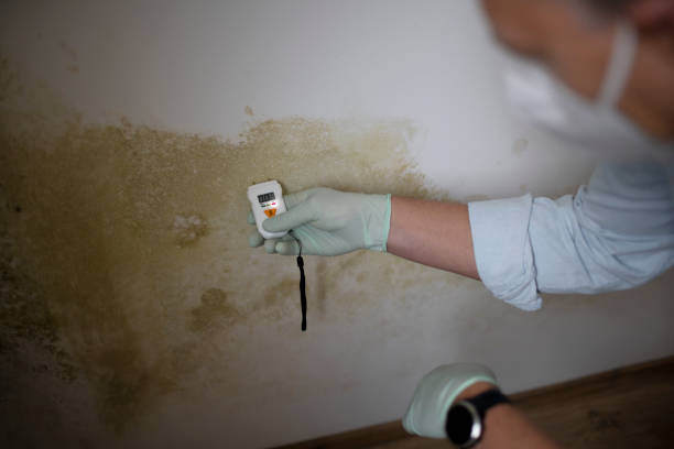 Best Residential Mold Remediation in Lake Vla, IL