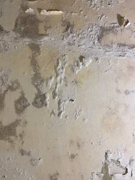 Best Crawl Space Mold Remediation in Lake Vla, IL
