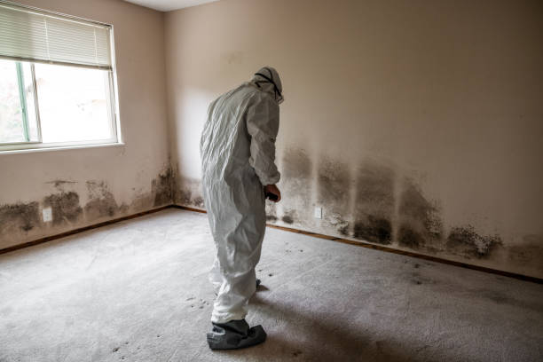 Professional Mold Remediation in Lake Villa, IL