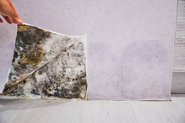 Best DIY Mold Remediation Support Services in Lake Vla, IL
